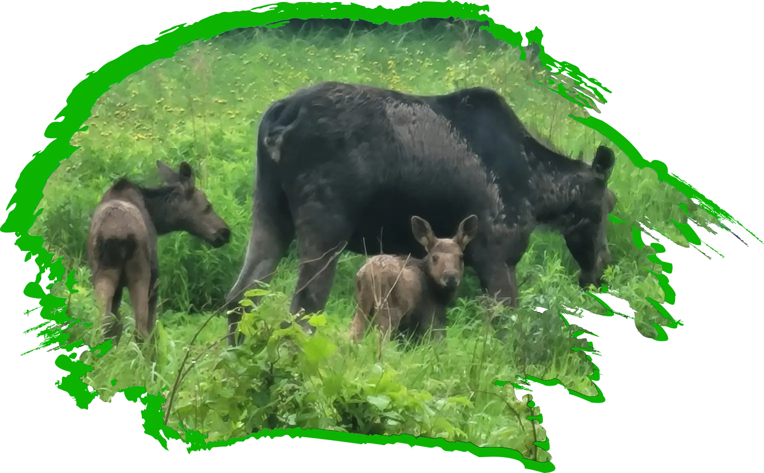 Cow moose with twins in the spring on Safari in the Moosehead Lake Region