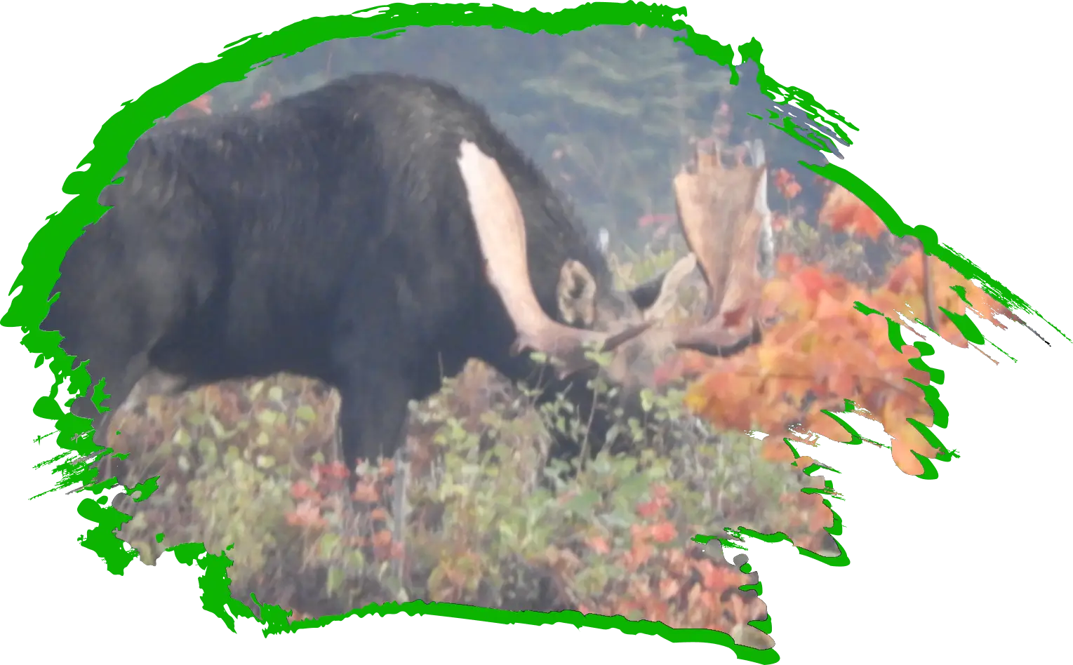 i3 (3) A moose is walking through some bushes in fall foliage Greenville, Maine