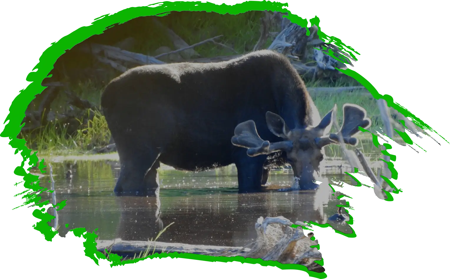 A bull moose is standing in the water. Maine Moose Tour with Moosehead Area Guide Service